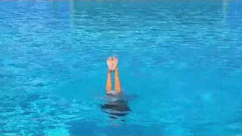 Barracuda spinning 360
