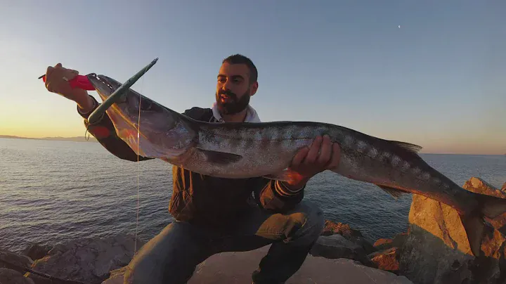 Spinning Barracuda in Topwater