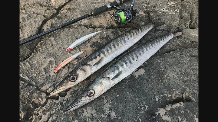 Montenegro Spinning - Barracuda - Live strike