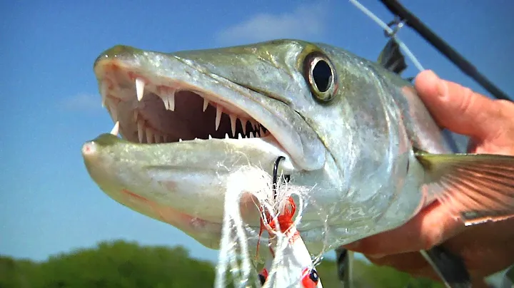 Fly Fishing for Bonefish and Barracuda Mexico with Brian O'Keefe